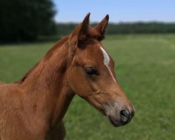 horse Dotterblume (German Riding Pony, 2021, from Diamonds Showtime)