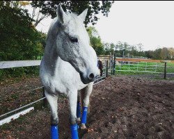 jumper Cool Cash (Holsteiner, 2001, from Cascavelle)