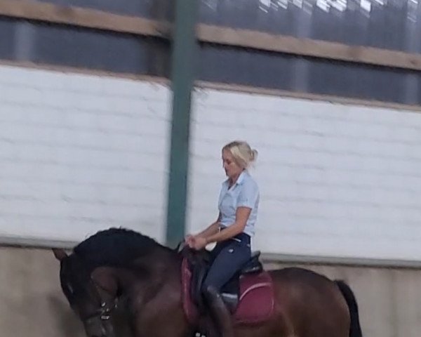 horse Nobel (German Riding Pony, 2017, from Nobels Boy NRW)