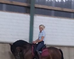 Pferd Nobel (Deutsches Reitpony, 2017, von Nobels Boy NRW)