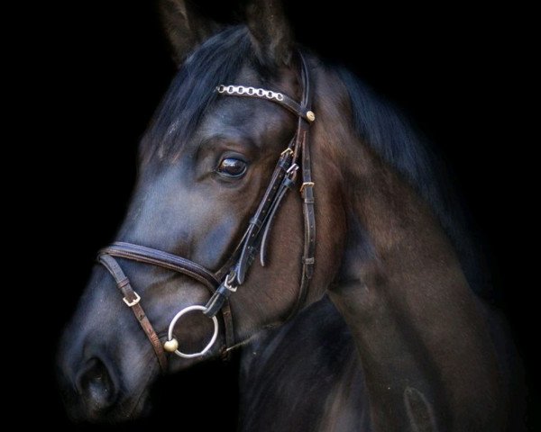 jumper Malousina (KWPN (Royal Dutch Sporthorse), 2017, from I'm Special de Muze)