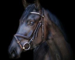 jumper Malousina (KWPN (Royal Dutch Sporthorse), 2017, from I'm Special de Muze)