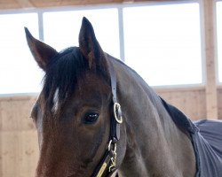 jumper Acco Vom Allmen CH (Swiss Warmblood, 2009, from Aquilino)