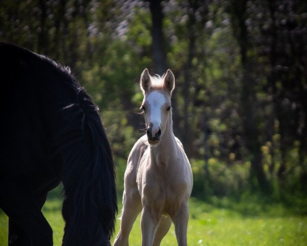 horse Marvelous Moxie (Welsh Partbred, 2022, from Rivers Dancing AS)