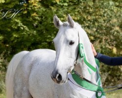 dressage horse Mislaf Athbah 2012 ox (Arabian purebred, 2012, from Amer 1984 ox)