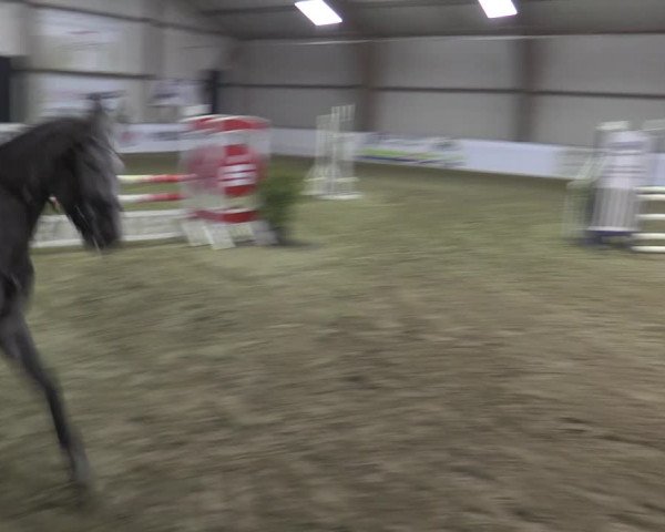 Reitturnier Barlo-Bocholt 2023