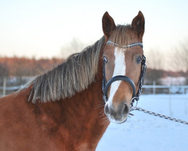 horse Emmely af Hvarre (German Riding Pony, 2013)