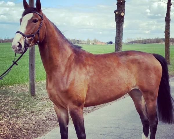 broodmare Christel 38 (Oldenburg show jumper, 2016, from Carleyle)
