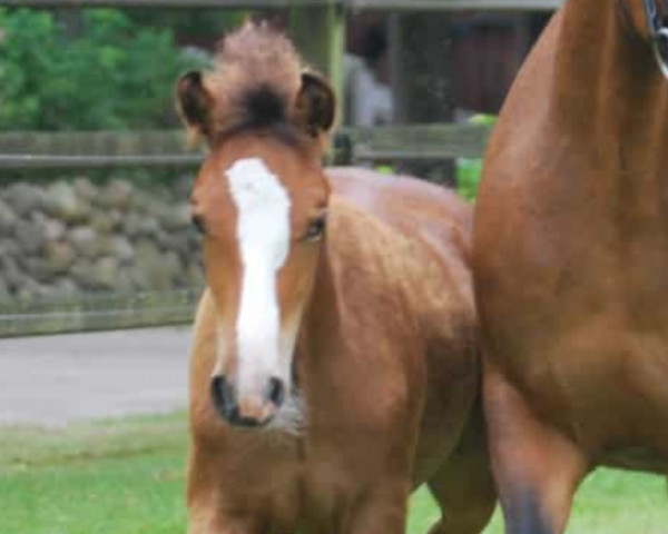 horse Cappuccino (New Forest Pony, 2021, from Calle 81)