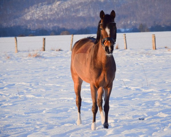 broodmare Chloé (German Riding Pony, 2013, from Caspari Royale) broodmare Chloé (German Riding Pony, 2013, from Caspari Royale)