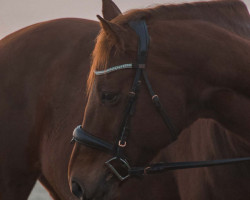 jumper Lilo (Irish Sport Horse, 2011, from Albano xx)