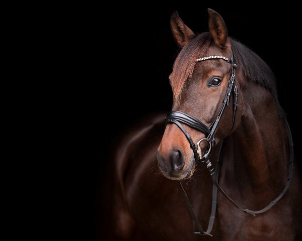 dressage horse Herbstbube 3 (Hanoverian, 2014, from Herbstkönig 2)