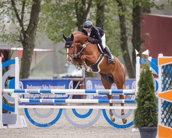 Deckhengst For My Pleasure (Anglo Europäisches Sportpferd, 2016, von For Pleasure)