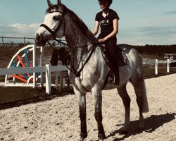jumper Blitz 340 (Hanoverian, 2014, from Levisonn 208 FIN)