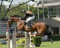 Springpferd Grandeur 245 (KWPN (Niederländisches Warmblut), 2011, von Diamant de Semilly)