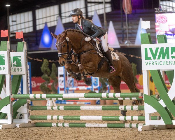 dressage horse Steendiek's Victoria (German Riding Pony, 2008, from Auheim's Maximus)