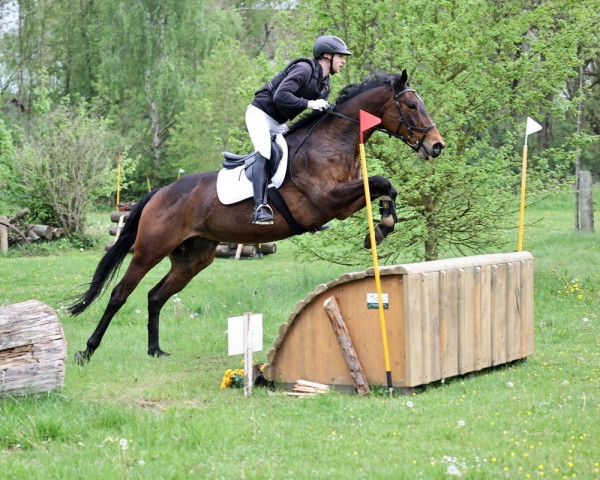Springpferd Timpany Sapphire (Irish Sport Horse, 2012, von Emperor Augustus xx) Springpferd Timpany Sapphire (Irish Sport Horse, 2012, von Emperor Augustus xx)