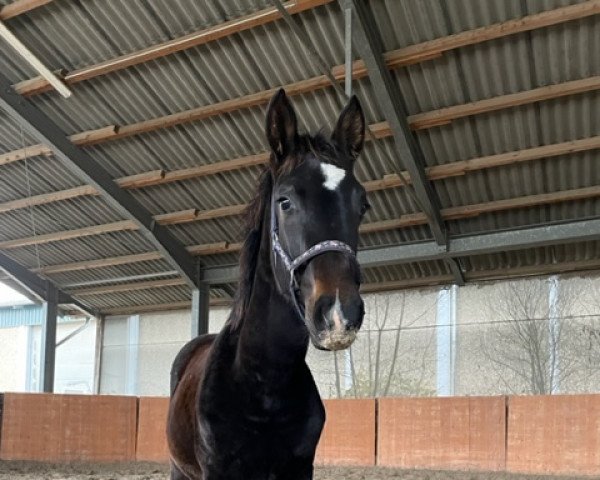 horse Diamante di Passione (Hanoverian, 2022, from Diamond First)