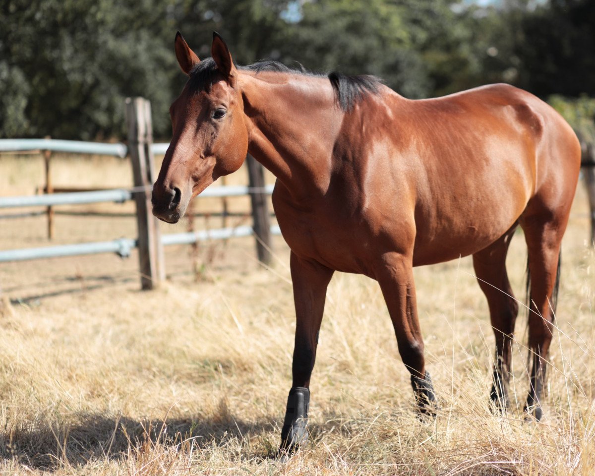 jumper Sol Rubeculak (German Sport Horse, 2013, from Shrek xx)