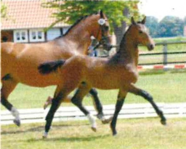 Pferd Star Pilot (Oldenburger Springpferd, 2007, von Stalypso)