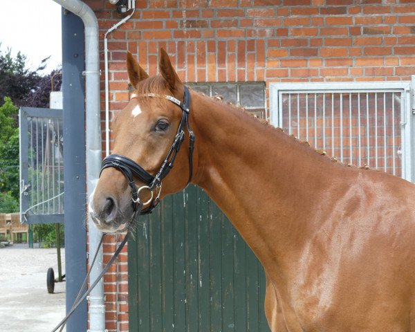 jumper Quirin Brestige (Hanoverian, 2019, from Q-Sieben OLD)