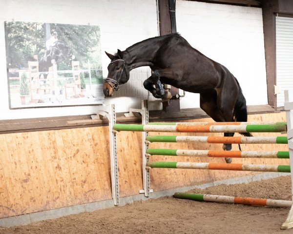 Springpferd Caitlin E (Westfale, 2018, von Congress)