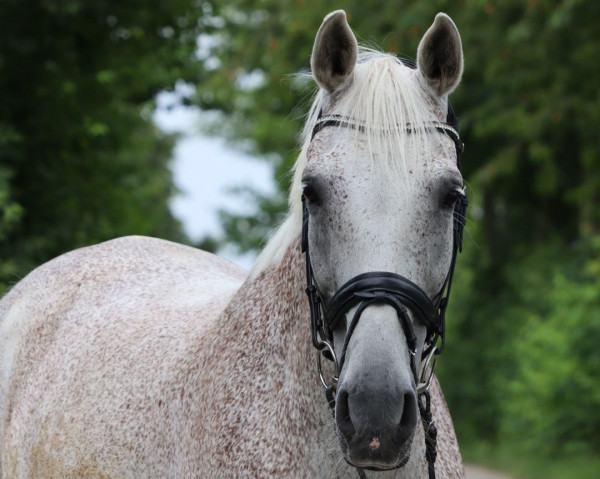 Springpferd Silvio 68 (KWPN (Niederländisches Warmblut), 2006)