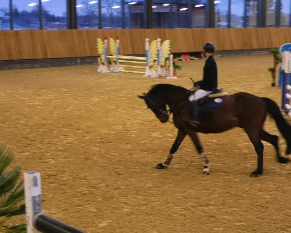 Reitturnier Zwickau 2023