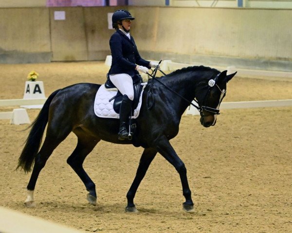 dressage horse Hirten Dame (Oldenburg, 2008, from Swarovski)
