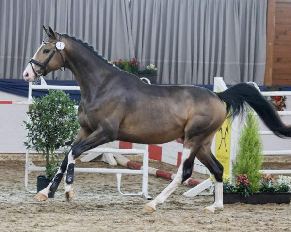 Deckhengst Luxury 6 (Zangersheide Reitpferd, 2018, von Letter Of Marque xx)