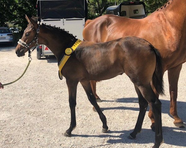 horse Heidi von Herzen W (Trakehner, 2022, from Herbstkönig 2)