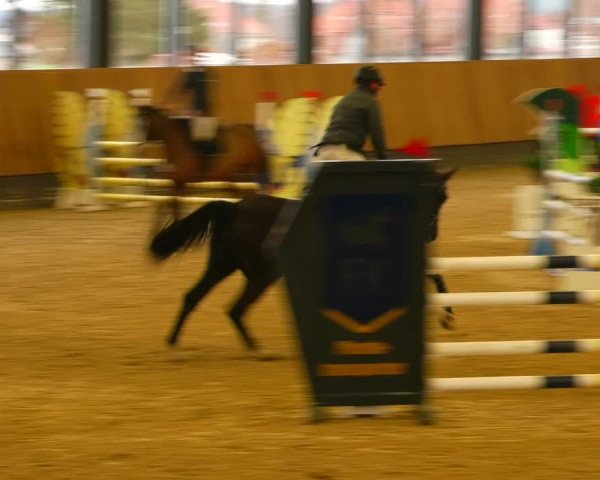 Reitturnier Zwickau 2023