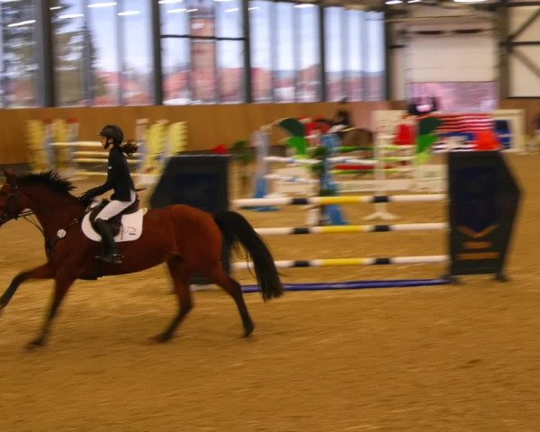 Reitturnier Zwickau 2023