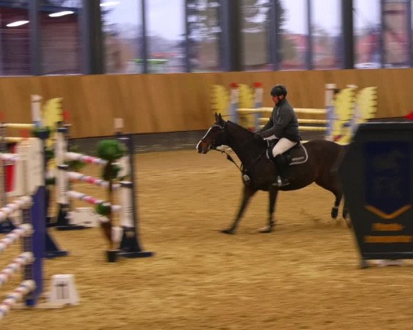 Reitturnier Zwickau 2023