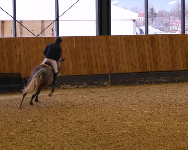 Reitturnier Zwickau 2023