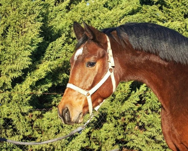 dressage horse Baloutelli 7 (Holsteiner, 2016, from Constanzehof's Barcley)