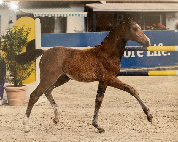 Pferd Stute von Darwin Z / Coupe de Coeur (Oldenburger Springpferd, 2022, von Darwin Z)