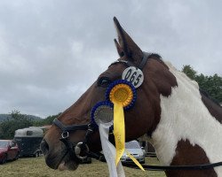 dressage horse Coco Caramell (unknown, 2006)