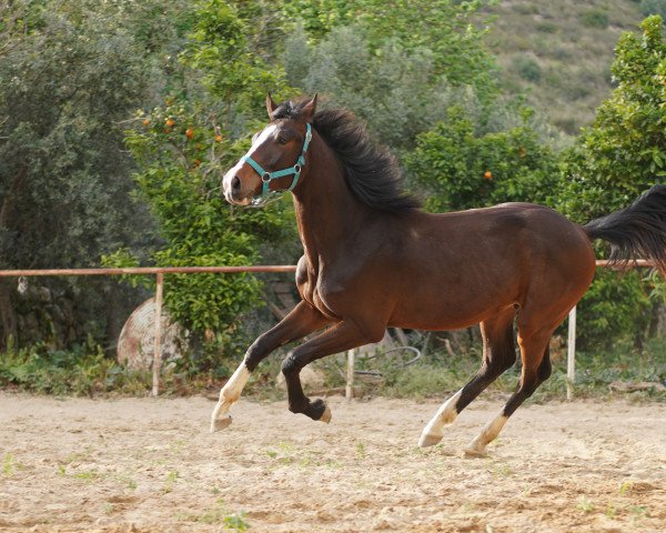 stallion Hard Love VM (Hanoverian, 2020, from Hardrock Z)