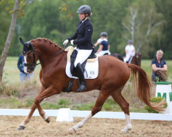 dressage horse Quantum Royal (Hanoverian, 2014, from Quaterhall)