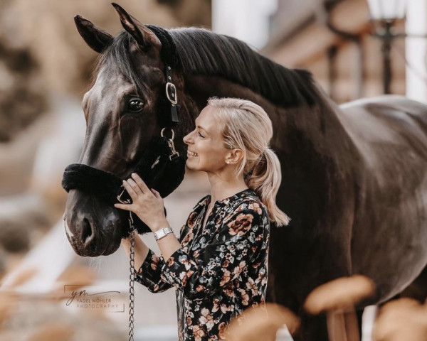 dressage horse Great Gatsby KvH (Westphalian, 2016, from Goldberg)