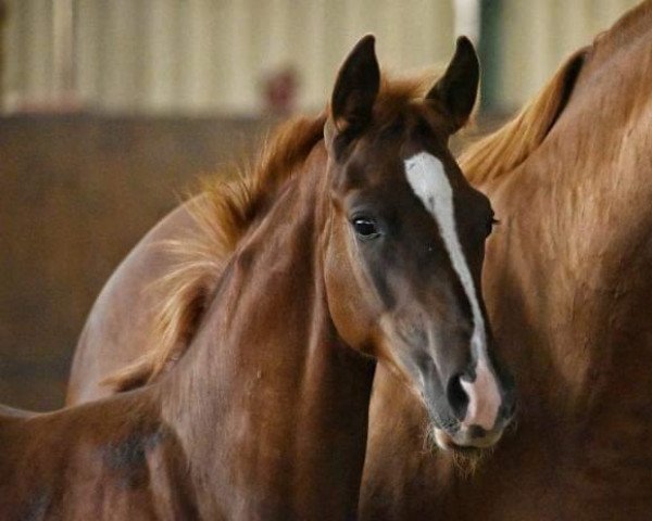 Dressurpferd Dolcetto G (Deutsches Reitpony, 2020, von Dating for Gold AT) Dressurpferd Dolcetto G (Deutsches Reitpony, 2020, von Dating for Gold AT)