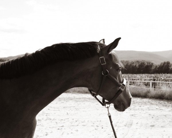 dressage horse My Little Boy G (German Sport Horse, 2016, from Morricone)