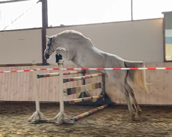 Pferd Coco Chanel I (Holsteiner, 2010, von Canto)