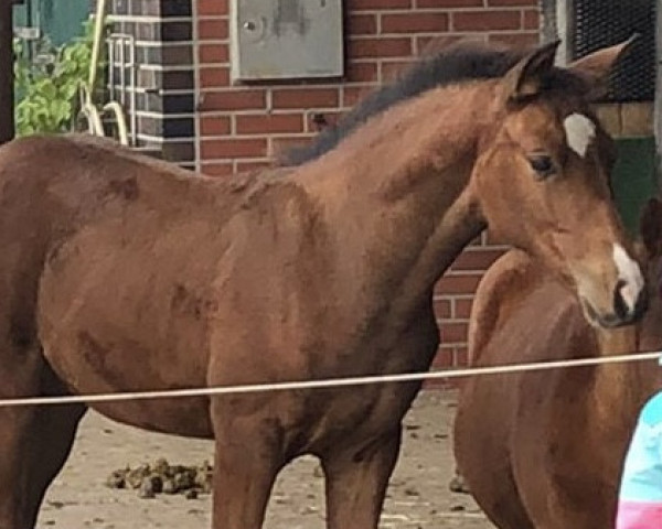 horse Viva la Vida (Oldenburg, 2022, from Vidar)