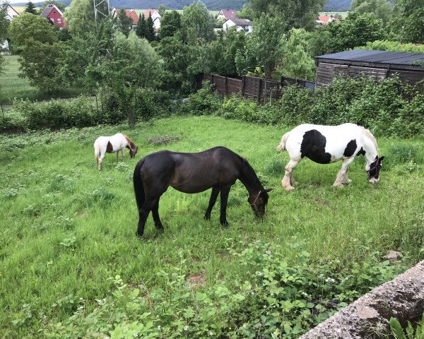 broodmare Hillery 5 (German Riding Pony, 1993, from Henry)