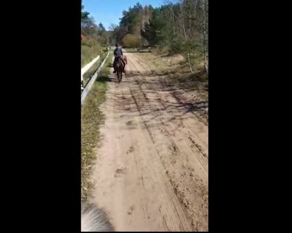 Video of Lady Lilly HWK