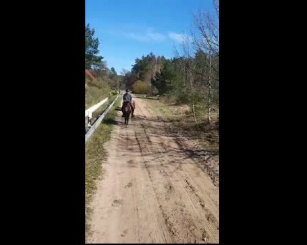 Video of Lady Lilly HWK
