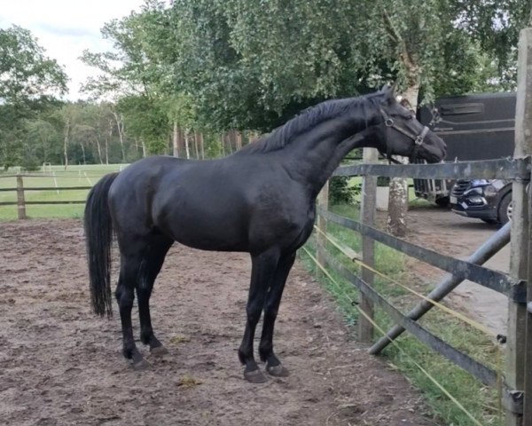 jumper Grembeck's Gaelan (Westphalian, 2018, from Goldberg)