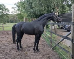 Springpferd Grembeck's Gaelan (Westfale, 2018, von Goldberg)